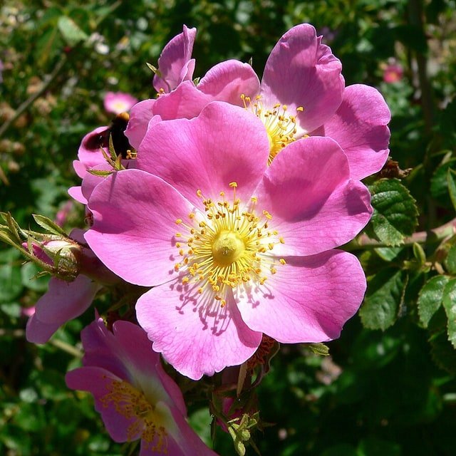 Velvet Crimson Rose