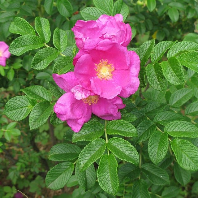 Champagne Spray Rose