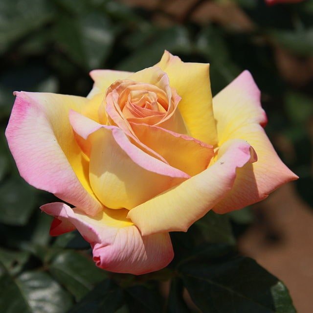Snowdrift Garden Rose