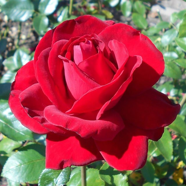 Sunset Tea Rose