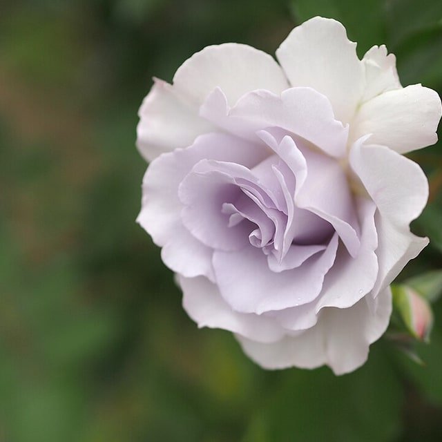 Lavender Mist Rose