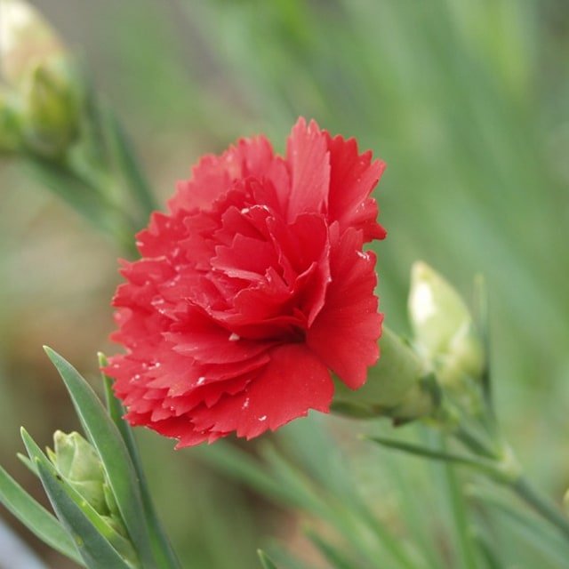 Scarlet Carnation