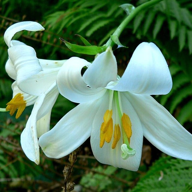 Stargazer Lily