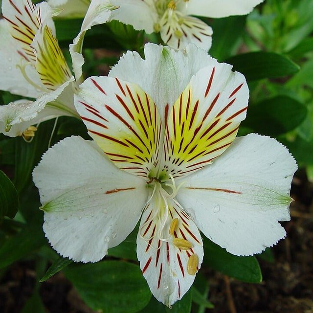 Casablanca Lily