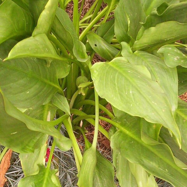 Pink Calla Stem
