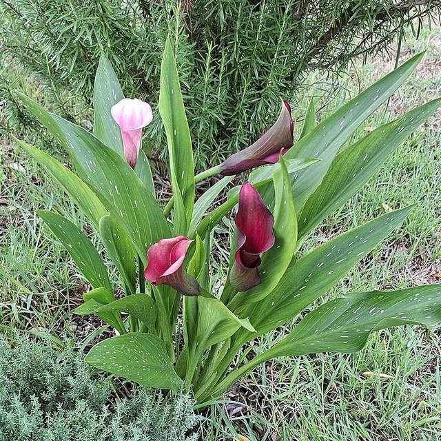 White Calla Bloom