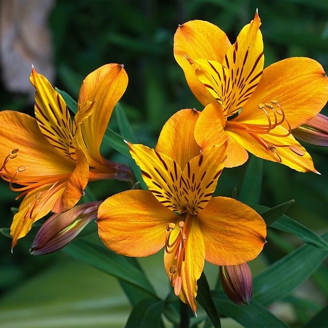 Peruvian Lily Bunch