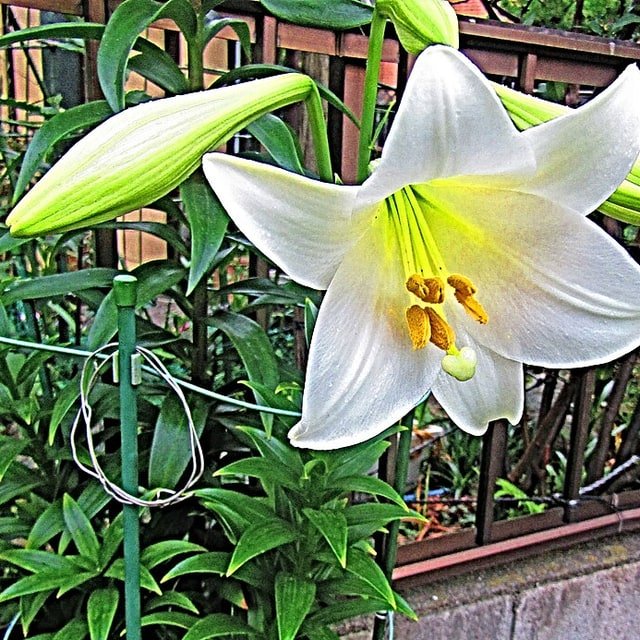 Easter Lily