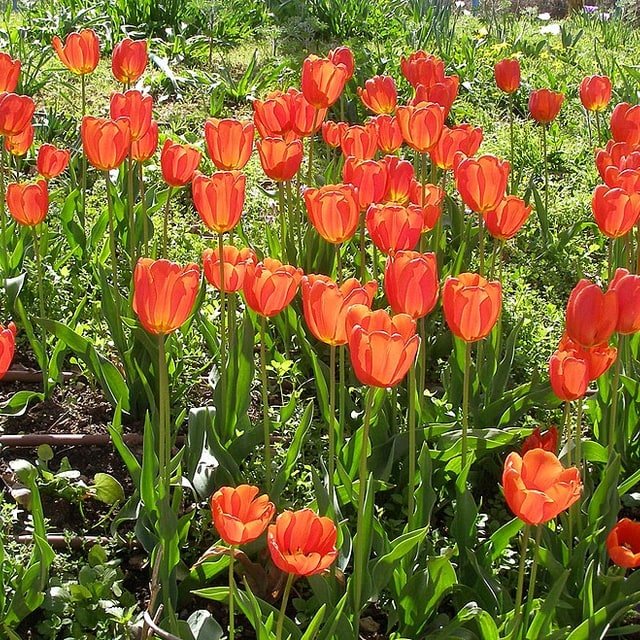 Dutch Red Tulip