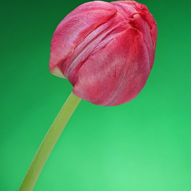 French Tulip Mix