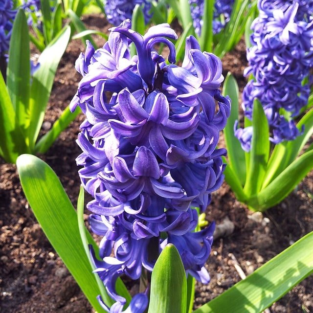 Blue Hyacinth