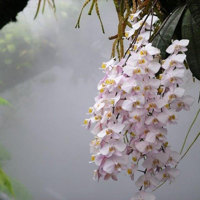 White Phalaenopsis