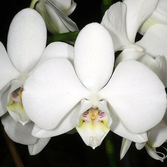 Pink Moth Orchid