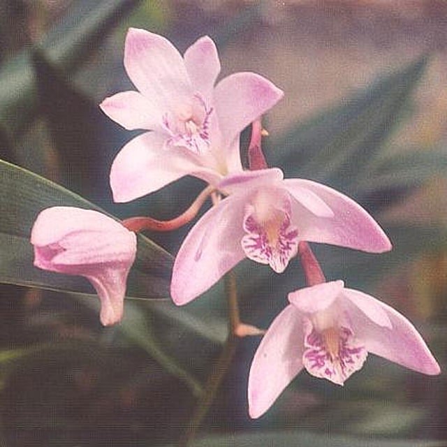 Purple Dendrobium