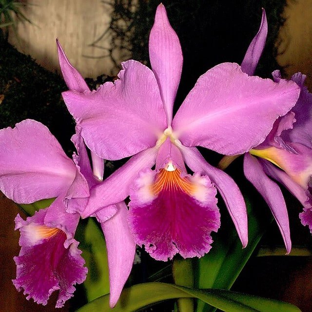Yellow Cattleya
