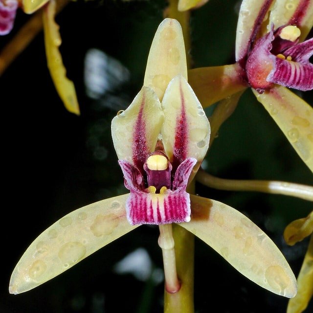 Mini Orchid Pot