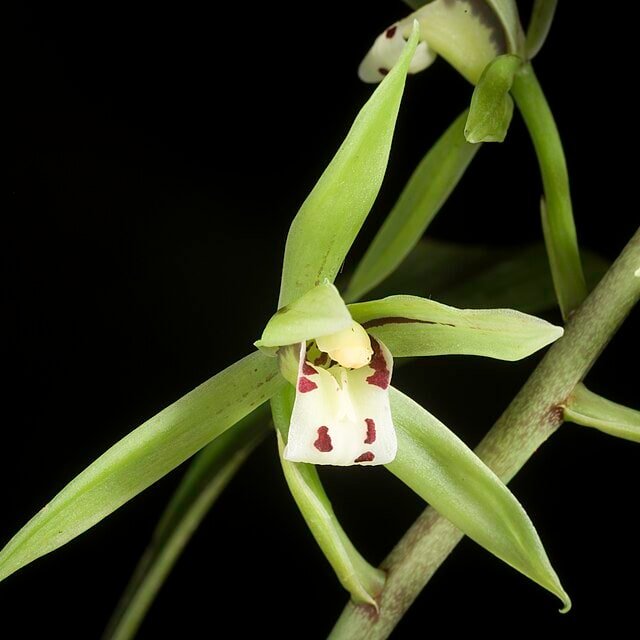 Cymbidium Stem