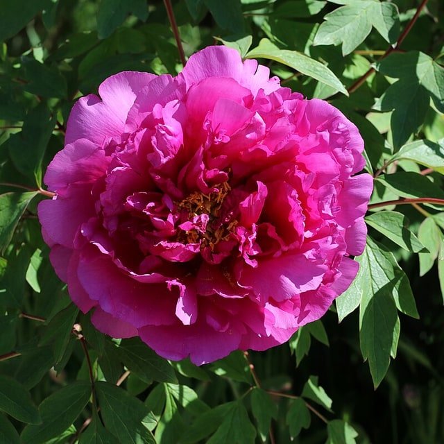 Pink Peony