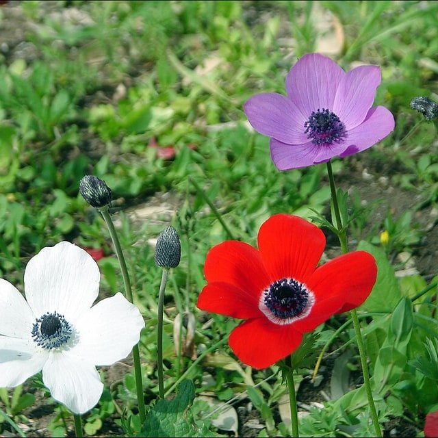Blush Anemone