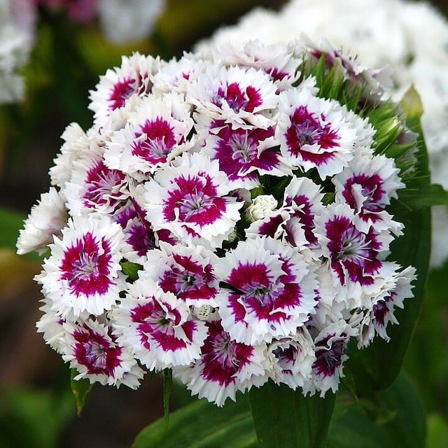 Sweet William