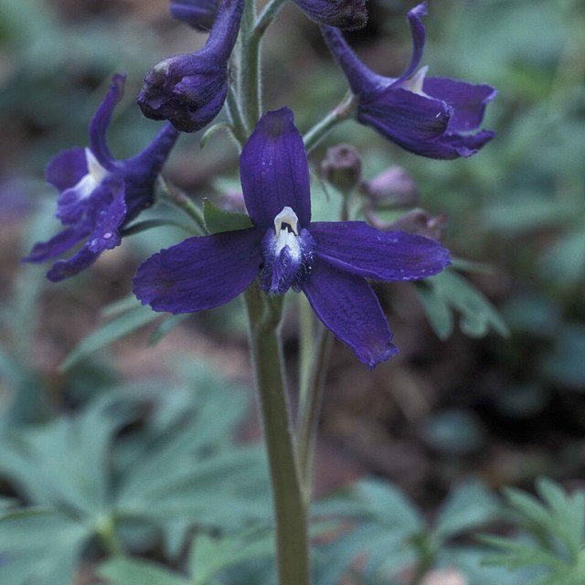 Delphinium Spike