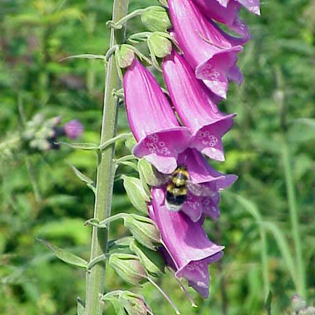 Foxglove Stem