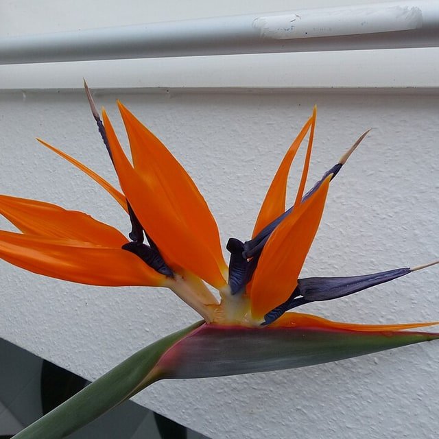 Bird of Paradise