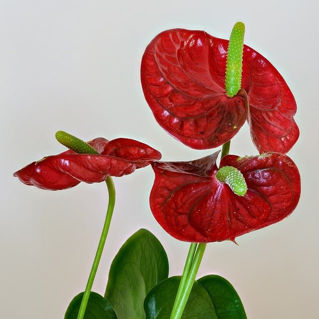 Red Anthurium
