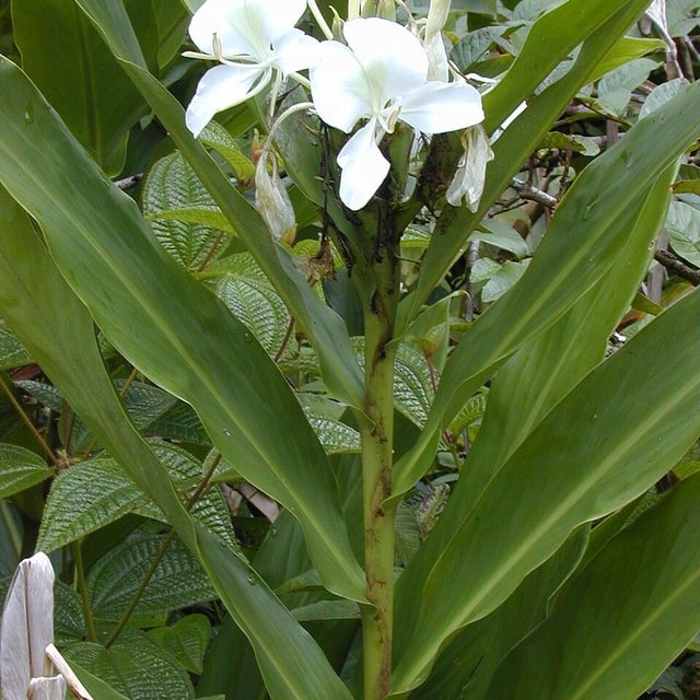 Pink Ginger Lily