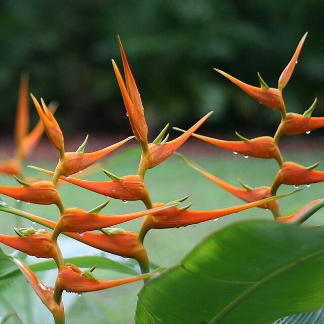 Heliconia Stem