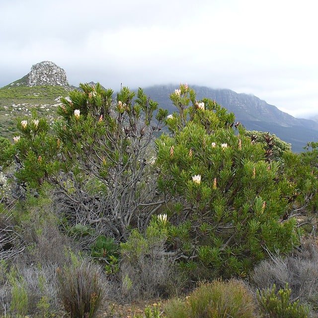 King Protea