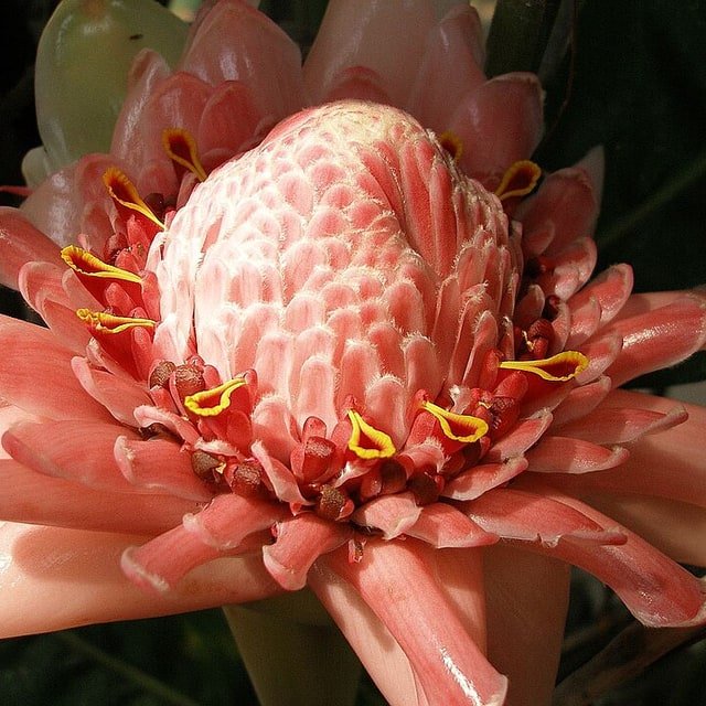 Torch Ginger