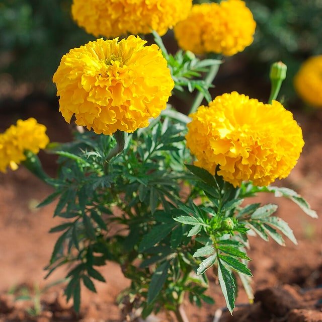 Orange Marigold Garland