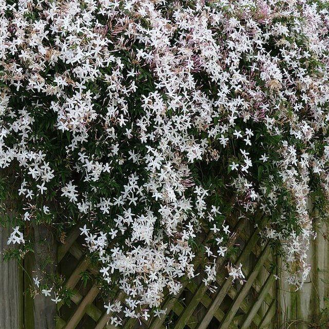 White Jasmine Bunch