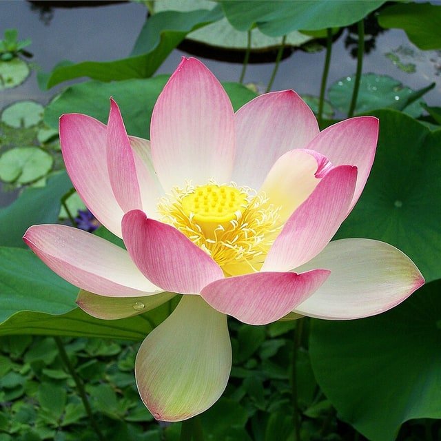 Sacred Lotus