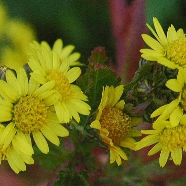 Yellow Chrysanthemum