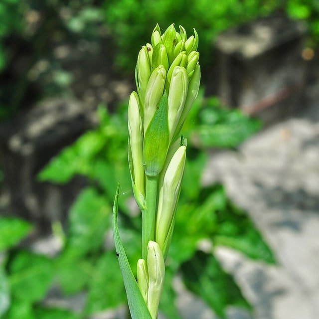 Tuberose Bunch