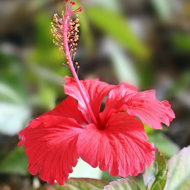 Temple Hibiscus