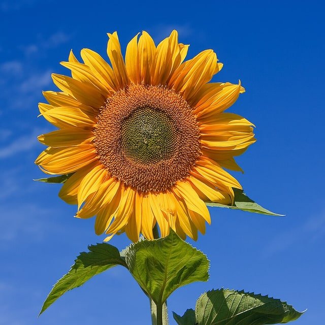 Sunflower Stem