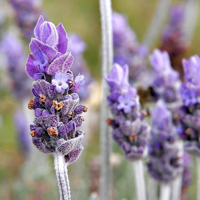Purple Lavender Bunch