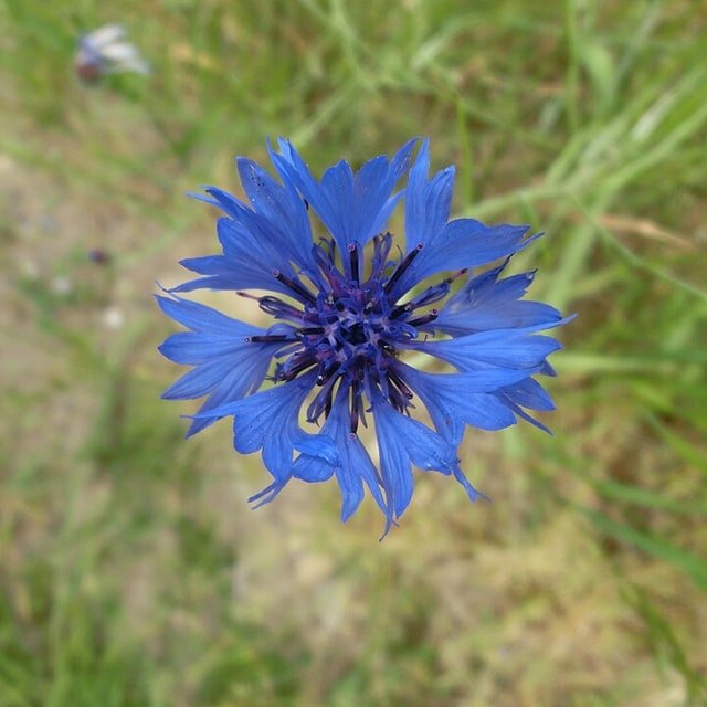 Blue Cornflower
