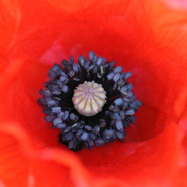 Red Poppy
