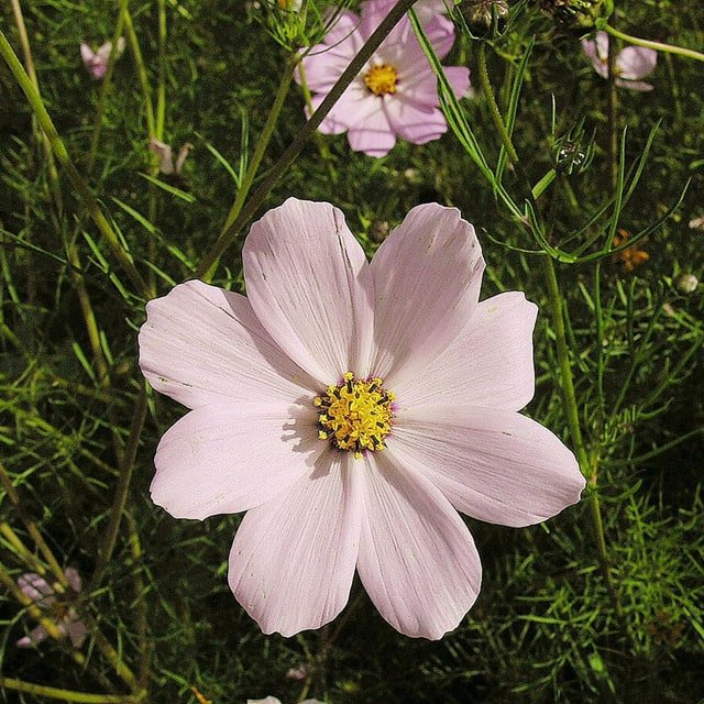 Pink Cosmos