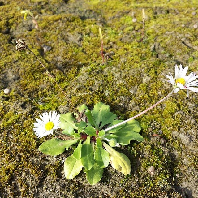 White Daisy
