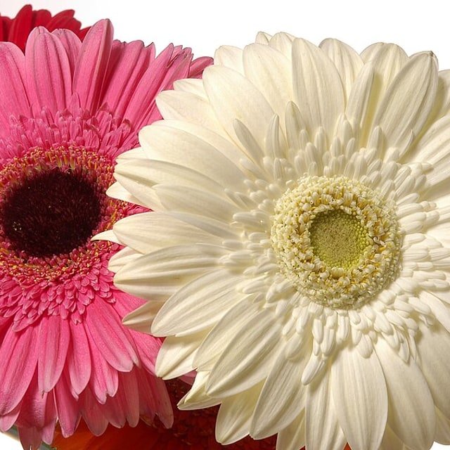Pink Gerbera