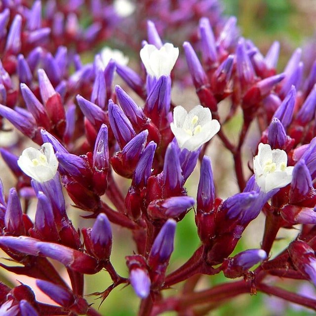 Purple Statice