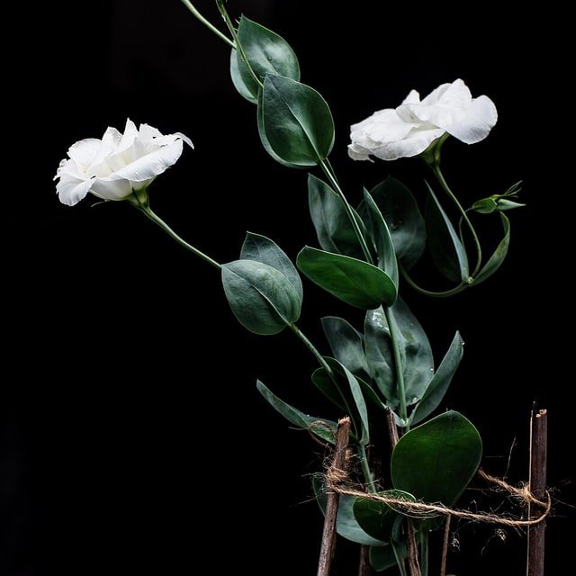 White Lisianthus