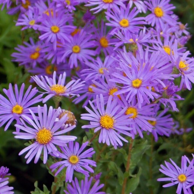 Mixed Aster