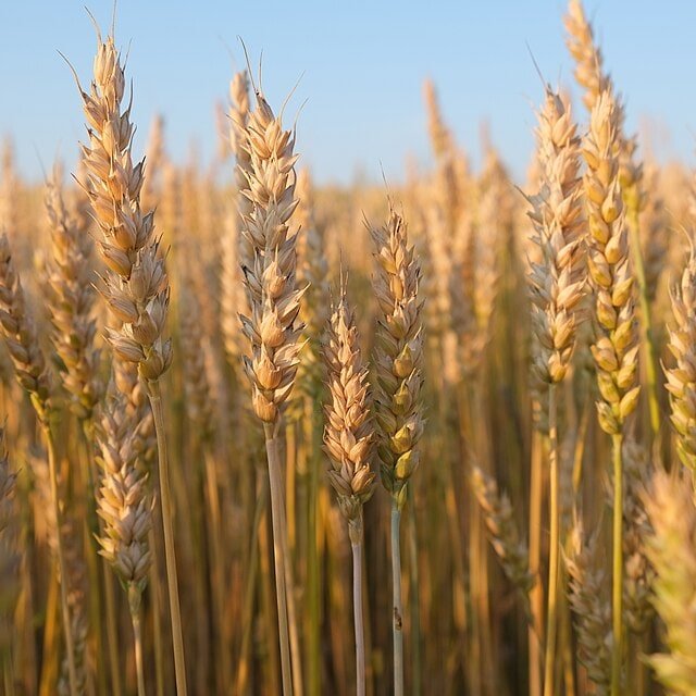 Wheat Bloom Bundle