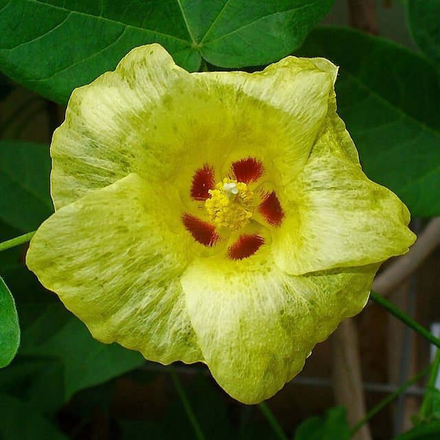Cotton Stem Pack